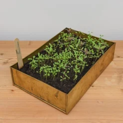 Brushed Brass Seed Tray -Deals Green4Ever Store pr2000034043 card5 lg