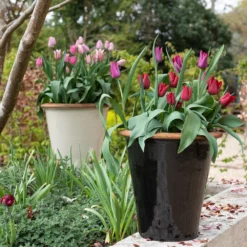 Glazed Terracotta Pot - Black -Deals Green4Ever Store pr2000034127 card10 lg