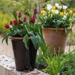 Deals Green4Ever Store -Deals Green4Ever Store pr2000034127 card2 lg