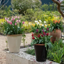 Glazed Terracotta Pot - Black -Deals Green4Ever Store pr2000034127 card5 lg