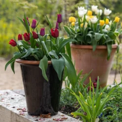 Glazed Terracotta Pot - Black -Deals Green4Ever Store pr2000034127 card9 lg