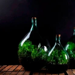 Plant Terrarium Bottle 15 Litre Set 5 Plant Terrarium Bottle 15 Litre Set -Deals Green4Ever Store pr2000035302 card3 lg