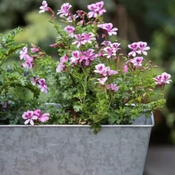 Galvanised Window Trough -Deals Green4Ever Store pr2000035781 card4 lg