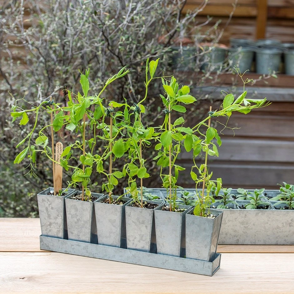 Galvanised Tray With 6 Tall Root Trainer Pods 1 Galvanised Tray With 6 Tall Root Trainer Pods