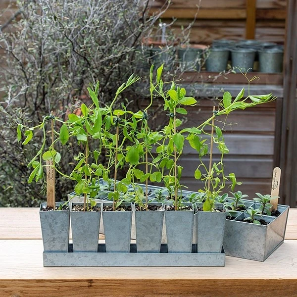 Galvanised Tray With 6 Tall Root Trainer Pods 2 Galvanised Tray With 6 Tall Root Trainer Pods - Image 2