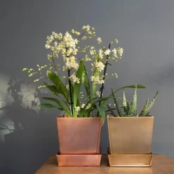 Square Brass Pot And Saucer -Deals Green4Ever Store pr2000037496 card3 lg