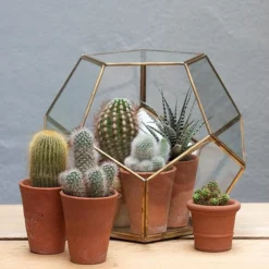 Pentagon Terrarium With Tray Base -Deals Green4Ever Store pr2000037499 card5 lg