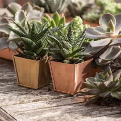 Brass Pots - Set Of 6 -Deals Green4Ever Store pr2000037511 card4 lg