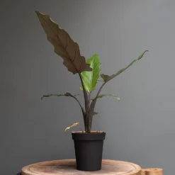 Charcoal Metal Plant Pot Cover With Enamel Interior -Deals Green4Ever Store pr2000037568 card3 lg