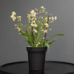 Charcoal Metal Plant Pot Cover With Enamel Interior -Deals Green4Ever Store pr2000037568 card6 lg