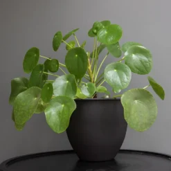 Matt Black Pot Cover With Polished Brass Interior 6 Matt Black Pot Cover With Polished Brass Interior -Deals Green4Ever Store pr2000037570 card3 lg