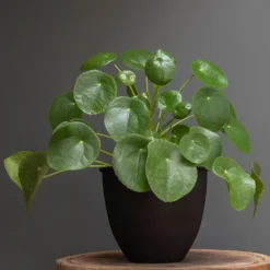 Matt Black Pot Cover With Polished Brass Interior 7 Matt Black Pot Cover With Polished Brass Interior -Deals Green4Ever Store pr2000037570 card4 lg