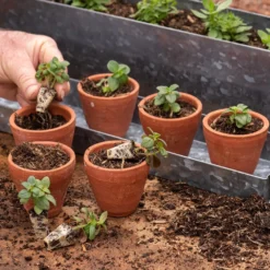 Galvanised Box With Ten Grow Pots -Deals Green4Ever Store pr2000041739 card8 lg