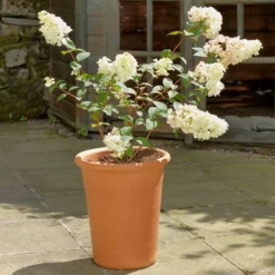 Terracotta Tall Flowerpot