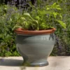 Grey Bellied Planter