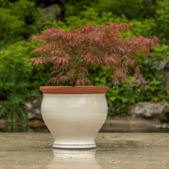 Ivory Bellied Planter -Deals Green4Ever Store pr2000045026 card5 lg