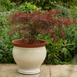 Ivory Bellied Planter -Deals Green4Ever Store pr2000045026 card6 lg