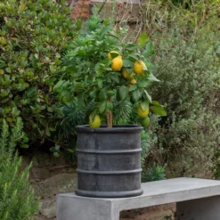 Greystoke Barrel Planter -Deals Green4Ever Store pr2000046297 card10 lg