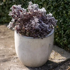 Glazed Ceramic Pot - White -Deals Green4Ever Store pr2000046300 card6 lg