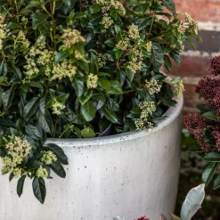 Glazed Ceramic Pot - White -Deals Green4Ever Store pr2000046300 card8 lg