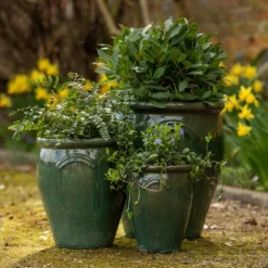 Glazed Terracotta Tulip Pot - Misty Green -Deals Green4Ever Store pr2000046304 card3 lg