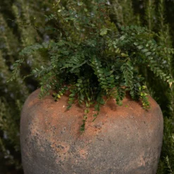 Terracotta Jar - Sandblasted -Deals Green4Ever Store pr2000046313 card4 lg