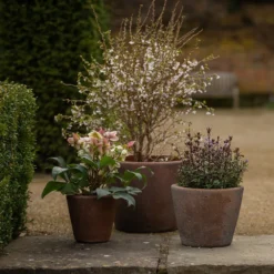 Tapered Terracotta Pot - Sandblasted -Deals Green4Ever Store pr2000046314 card4 lg