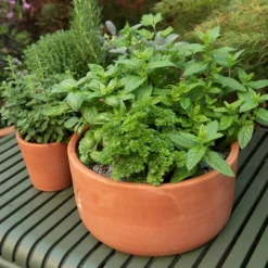 Terracotta Herb Bowl - Small -Deals Green4Ever Store pr2000046526 card4 lg