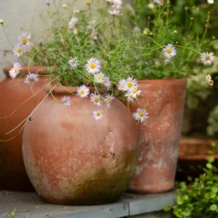 Terracotta Erigeron Pot - Large -Deals Green4Ever Store pr2000046528 card5 lg