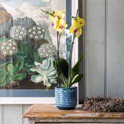 Reactive Glaze Plant Pot - Blue -Deals Green4Ever Store pr2000047907 card2 lg