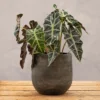 Textured Rustic Terracotta Plant Pot - Dark Brown