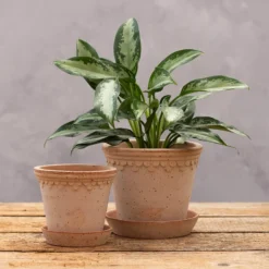 Scalloped Tapered Plant Pot With Saucer - Terracotta