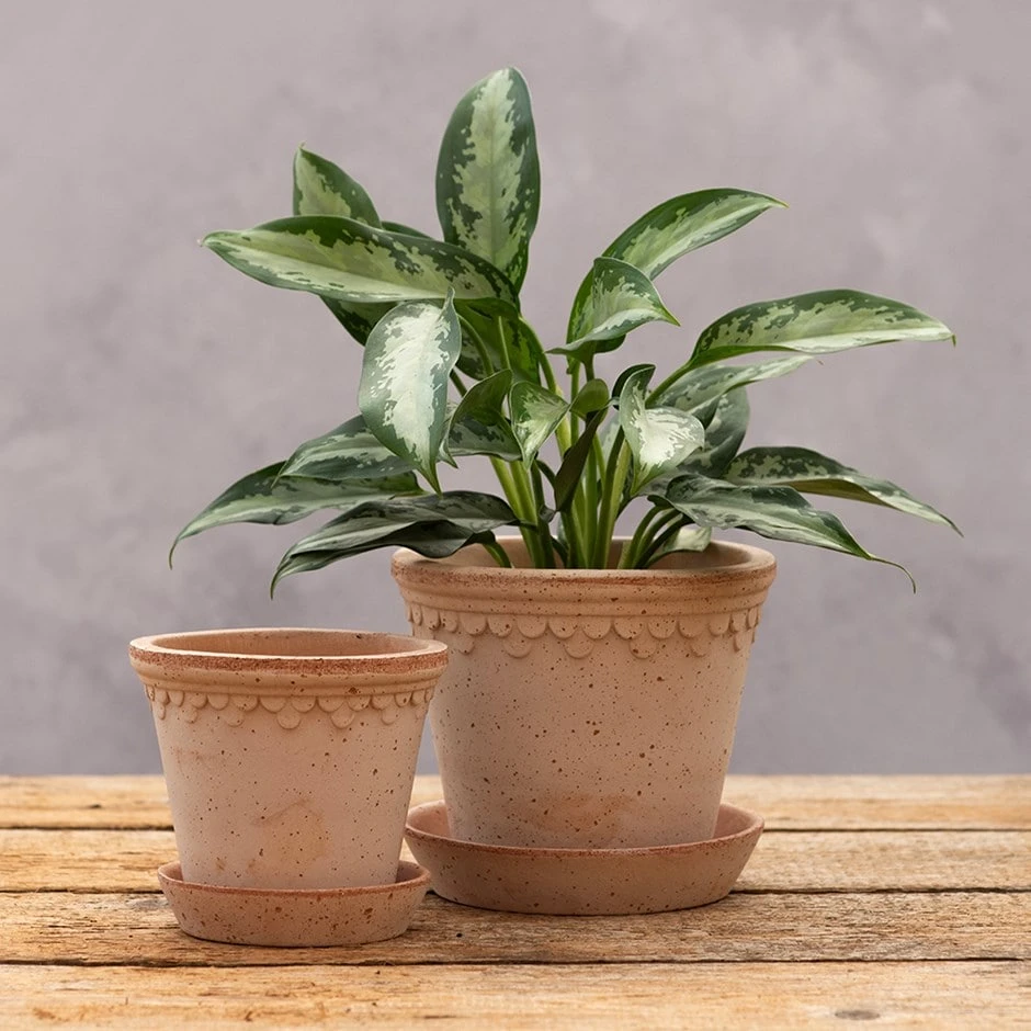 Scalloped Tapered Plant Pot With Saucer - Terracotta 1 Scalloped Tapered Plant Pot With Saucer - Terracotta