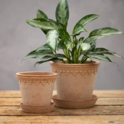 Scalloped Tapered Plant Pot With Saucer - Terracotta 7 Scalloped Tapered Plant Pot With Saucer - Terracotta -Deals Green4Ever Store pr2000049052 card3 lg