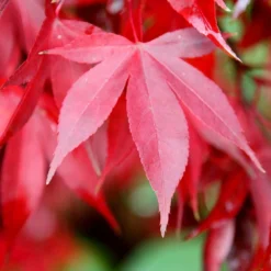 Acer Palmatum 'Bloodgood' -Deals Green4Ever Store tr0000000081 card3 lg
