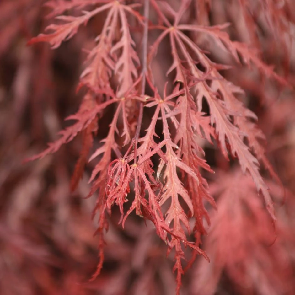 Acer Palmatum 'Garnet' 1 Acer Palmatum 'Garnet'