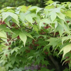 Acer Palmatum 'Osakazuki' -Deals Green4Ever Store tr0000000109 card3 lg