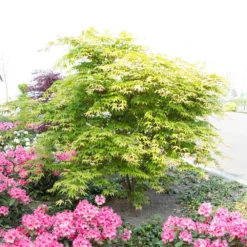 Acer Palmatum 'Osakazuki' -Deals Green4Ever Store tr0000000109 card4 lg