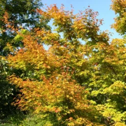 Acer Palmatum 'Sango-kaku' -Deals Green4Ever Store tr0000000110 card4 lg