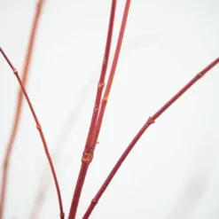 Acer Palmatum 'Sango-kaku' -Deals Green4Ever Store tr0000000110 card7 lg