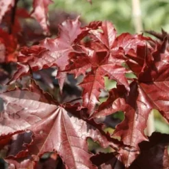 Acer Platanoides 'Crimson King' -Deals Green4Ever Store tr0000000124 card4 lg