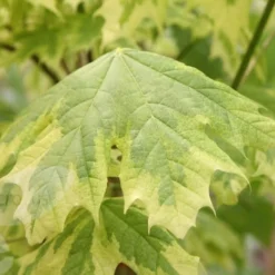 Acer Platanoides 'Drummondii' -Deals Green4Ever Store tr0000000127 card3 lg