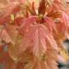 Acer Pseudoplatanus 'Brilliantissimum'