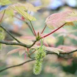 Acer Pseudoplatanus 'Brilliantissimum' -Deals Green4Ever Store tr0000000138 card4 lg