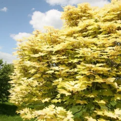 Acer Pseudoplatanus 'Brilliantissimum' -Deals Green4Ever Store tr0000000138 card5 lg