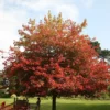 Acer Cappadocicum Rubrum