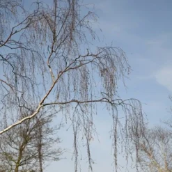 Betula Pendula -Deals Green4Ever Store tr0000000352 card3 lg