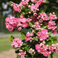 Crataegus Laevigata 'Rosea Flore Pleno' -Deals Green4Ever Store tr0000001042 card3 scaled