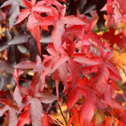 Liquidambar Styraciflua 'Worplesdon' -Deals Green4Ever Store tr0000004100 card3 lg