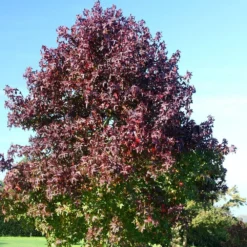 Liquidambar Styraciflua 'Worplesdon' -Deals Green4Ever Store tr0000004100 card4 lg